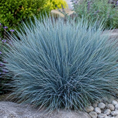 Blauschwingel