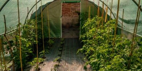 Gewächshaustypen - Welche Gewächshaustypen passen zu Ihren Bedürfnissen?