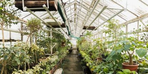 Gewächshaus planen - Wie Sie ein Gewächshaus im Garten integrieren?