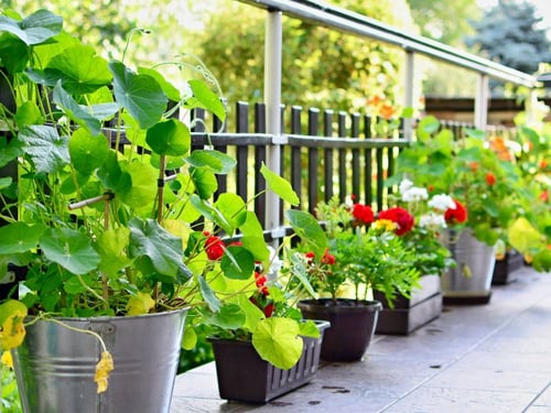 Grünes Paradies: Die 9 besten Pflanzen für Ihre Terrasse