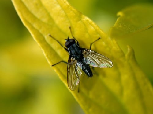 Was hilft gegen Fliegen auf der Terrasse? Natürliche Methoden