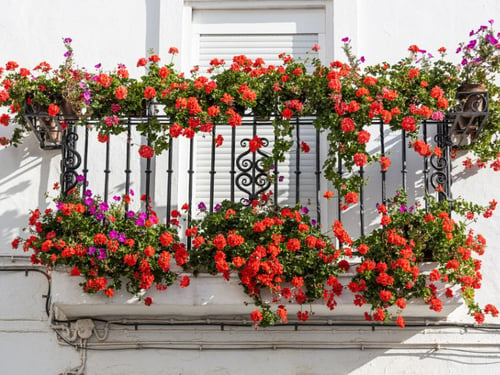 Blumen für Balkon: Ratschläge für eine farbenfrohe Gestaltung