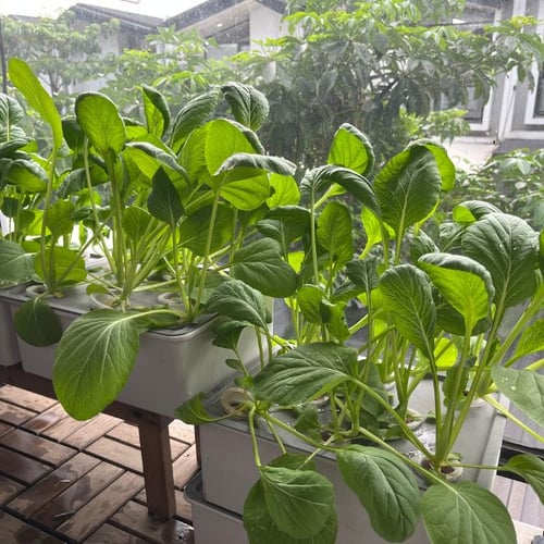 Balkon bepflanzen mit grünem Blattgemüse in Pflanzkästen auf dem Balkon