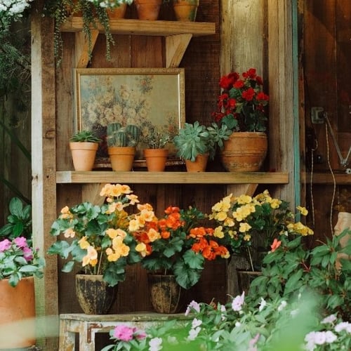 Rustikales Holzregal mit Blumentöpfen, Sukkulenten und bunten Blumen als Dekoration im Gartenhaus
