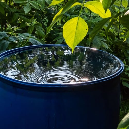 Wassersparen leicht gemacht: Regenwasser sammeln