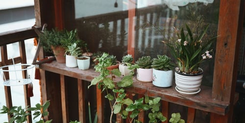 Ab wann kann man auf dem Balkon pflanzen? Tipps & Einrichtung