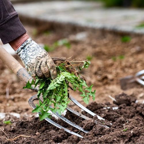 Eine Person mit Gartenhandschuhen entfernt Unkraut mit einer Gartenforke aus einem Beet. Die Erde ist locker, und im Vordergrund hält die Person eine Handvoll gezogene Pflanzen.