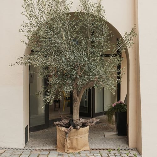 Olivenbaum im Topf vor einem mediterranen Haus mit Rundbogen