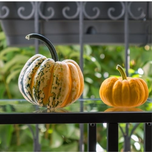 Dekorative Kürbisse auf einem Balkontisch als herbstliche Balkondekoration