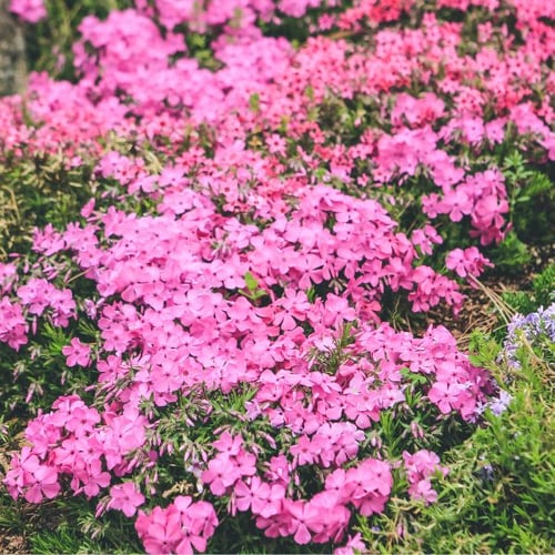 Winterharte Balkonpflanzen: Dicht blühende Polster aus kleinen, pinken Phlox-Blüten, die den Boden wie ein Blütenteppich bedecken. Die Pflanzen wirken lebendig und üppig.