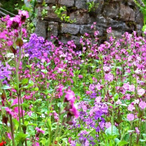 Romantischer Garten mit rosa Blumen und Natursteinwand