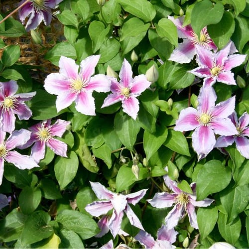  Kletterpflanze Clematis mit rosa-weißen Blüten