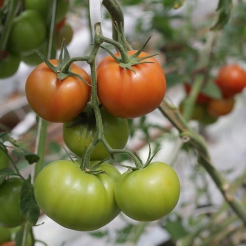 Reifende Tomaten in Grün und Rot an der Pflanze im Gewächshaus bepflanzen