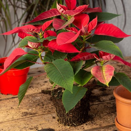 Weihnachtsstern mit leuchtend roten Blättern und grünen Blättern, mit freiliegenden Wurzeln auf einem Holztisch neben roten und terrakottafarbenen Pflanztöpfen