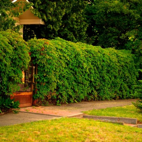 Dichte grüne Hecke entlang eines Gehwegs, neben einem Eingangstor mit hölzernem Rahmen.