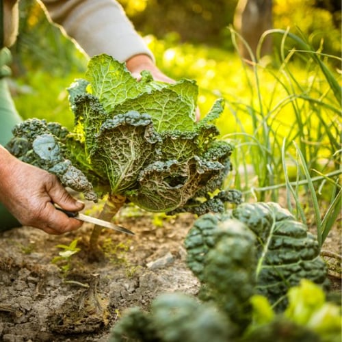 Eine Person schneidet Wirsing im Garten im Herbst mit einem kleinen Messer. Die Pflanze ist groß und grün, umgeben von weiteren Kohlköpfen und anderen Pflanzen im Hintergrund.