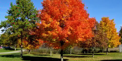 Welcher Baum eignet sich als Sonnenschirm?