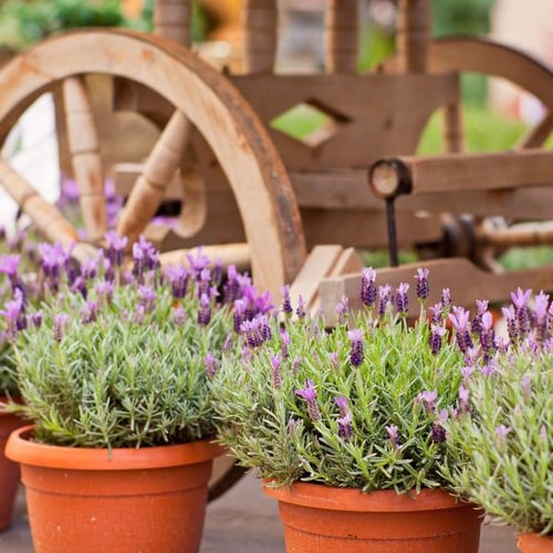 Blühender Lavendel in Töpfen vor Holzdeko im Landhausgarten
