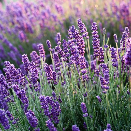 Lavendelfeld mit blühenden lila Lavendelblüten, natürliche Mückenabwehr im Garten