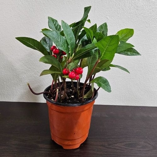 winterharte Balkonpflanzen: scheinbeere