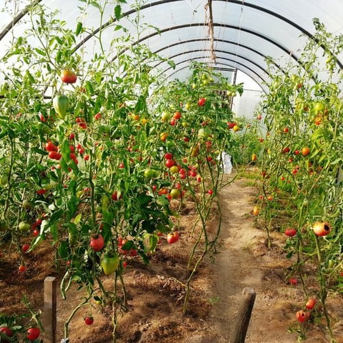 Gartenhaus Gewächshaus innen mit Reihen von Tomatenpflanzen und reifen Tomaten