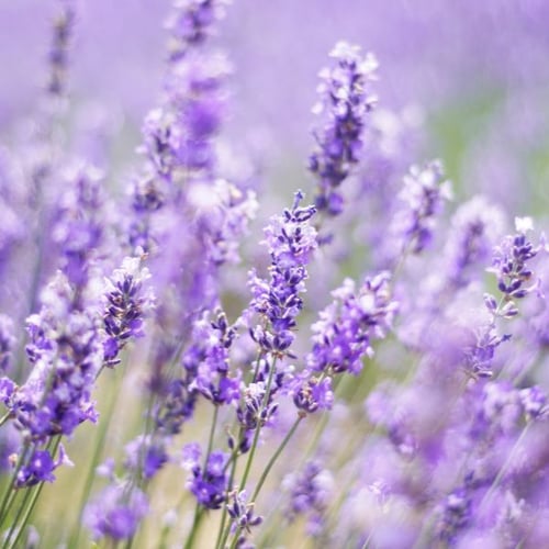 Blühender Lavendel in Nahaufnahme in mediterranem Garten