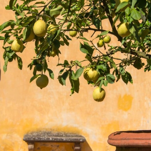 Zitronenbaum mit reifen Früchten vor gelber Wand im mediterranen Stil