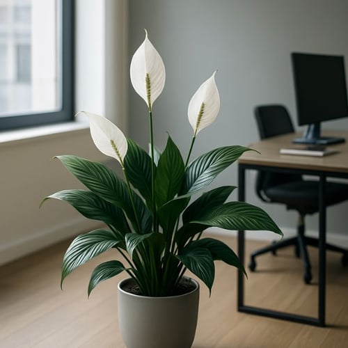Einblatt Pflanze mit weißen Blüten im Büro auf Schreibtisch
