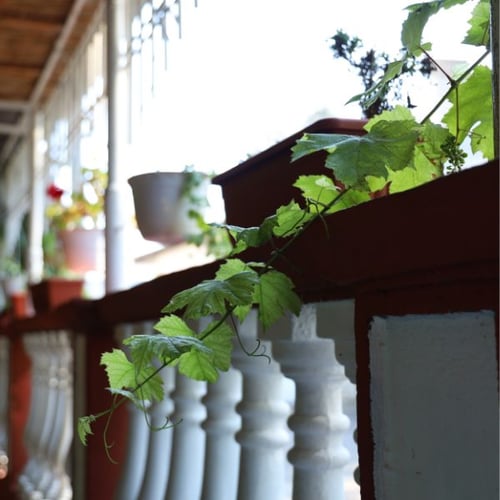 Begrünte Loggia mit Rankpflanzen und Blumentöpfen auf Brüstung