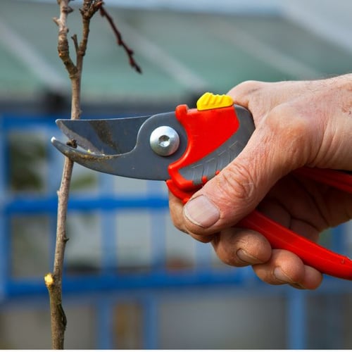 Nahaufnahme einer Hand, die eine Gartenschere hält und einen dünnen Ast schneidet. Die Schere ist rot mit gelbem Verschluss und silberner Klinge.