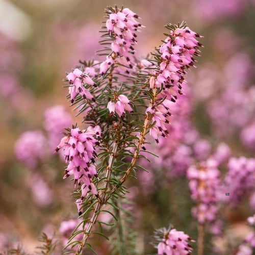 Winterharte Balkonpflanzen: Nahaufnahme von blühender Erica (Heidekraut) mit zarten, rosa Blüten. Die Pflanze wächst dicht und füllt das Bild mit leuchtenden Farben.