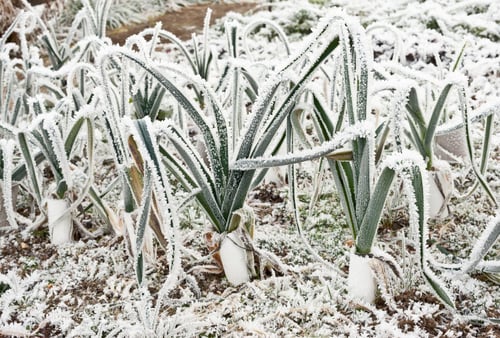 Gartenarbeit im Winter – 7 Tipps für die kalte Jahreszeit