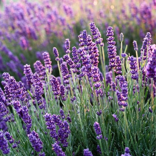 Blühender Lavendel in Nahaufnahme bei weichem Morgenlicht