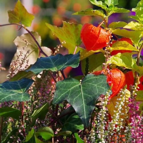  Leuchtend orangefarbene Lampionblumen, umgeben von buntem Herbstlaub und grünen Blättern