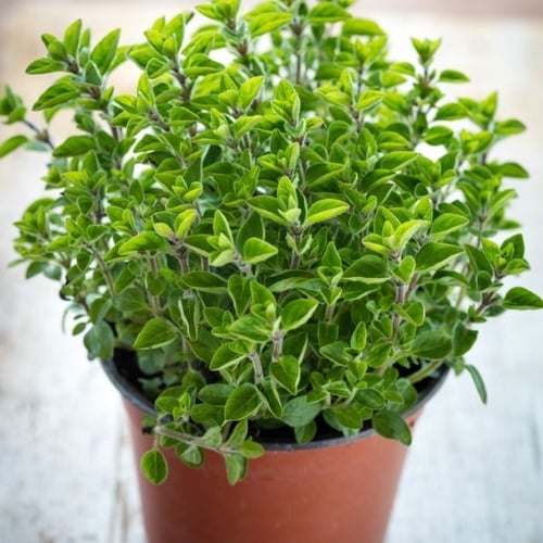 winterharte Balkonpflanzen: Oregano im Topf