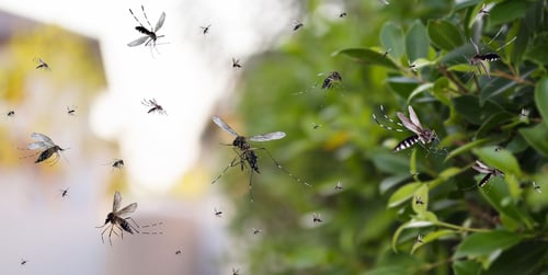 Mücken im Garten bekämpfen: Tipps & Hausmittel für draußen
