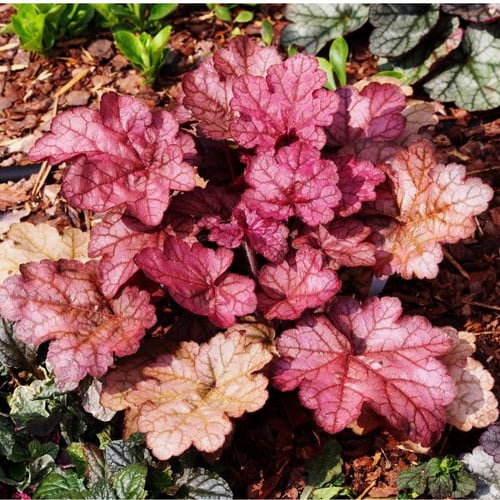 Winterharte Balkonpflanzen: Großaufnahme einer Heuchera-Pflanze mit auffälligen, rot-rosa Blättern. Die Struktur der Blätter zeigt klare Adern und Farbschattierungen.