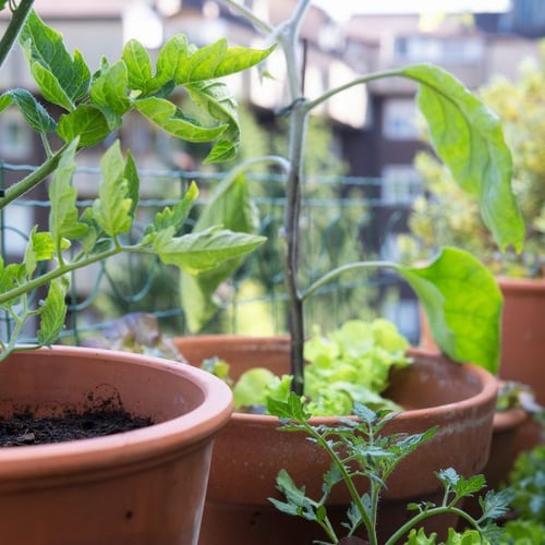 Nahaufnahme von grünen Gemüsepflanzen, die in Terrakotta-Töpfen auf einem kleinen Balkon wachsen. Zu sehen sind Tomatenpflanzen und Salat vor einem Hintergrund mit Wohngebäuden.