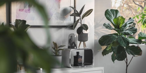 Zimmerpflanzen für wenig Licht: die besten 10 Optionen