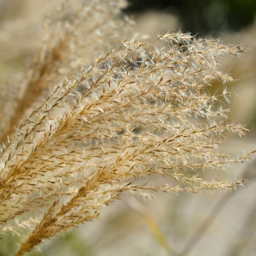 Goldene, federartige Blütenrispen von Ziergras als natürliche Gartendekoration