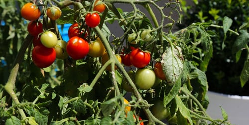 Tomaten auf dem Balkon anpflanzen: So klappt’s ganz einfach im Topf