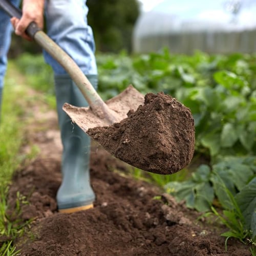  Eine Person in Gummistiefeln hält eine Schaufel mit Erde über einem frisch gepflügten Gartenbeet. Im Hintergrund sind grüne Pflanzen zu sehen.