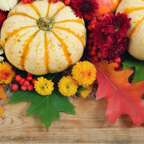 Dekorative gelb gestreifte Kürbisse, umgeben von roten Beeren, bunten Chrysanthemen und herbstlichen Blättern.