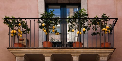 Kleine Bäume für den Balkon – winterhart, dekorativ & pflegeleicht