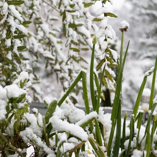 Verschneite Pflanzen im Garten. Die Zweige und Blätter sind mit einer Schicht Schnee bedeckt, die einen winterlichen Eindruck vermittelt.