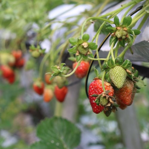 Erdbeeren in verschiedenen Reifestufen hängend im Gewächshaus bepflanzen