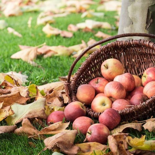 Ein Korb voller frischer Äpfel liegt auf dem Boden zwischen Herbstblättern. Die Äpfel sind rot und gelb und der Korb lehnt an einem Baumstamm.