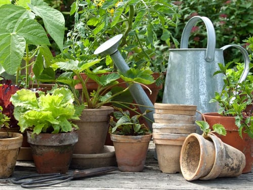 Blumentöpfe für draußen: Wählen Sie die richtigen Gefäße für Ihre Outdoor-Pflanzen