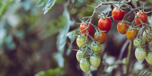 Kiedy sadzić pomidory w tunelu - poradnik ogrodnika