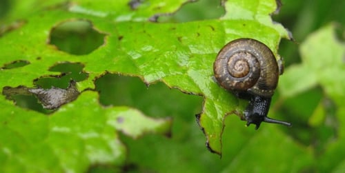 Szkodniki w ogrodzie - jak skutecznie się ich pozbyć?